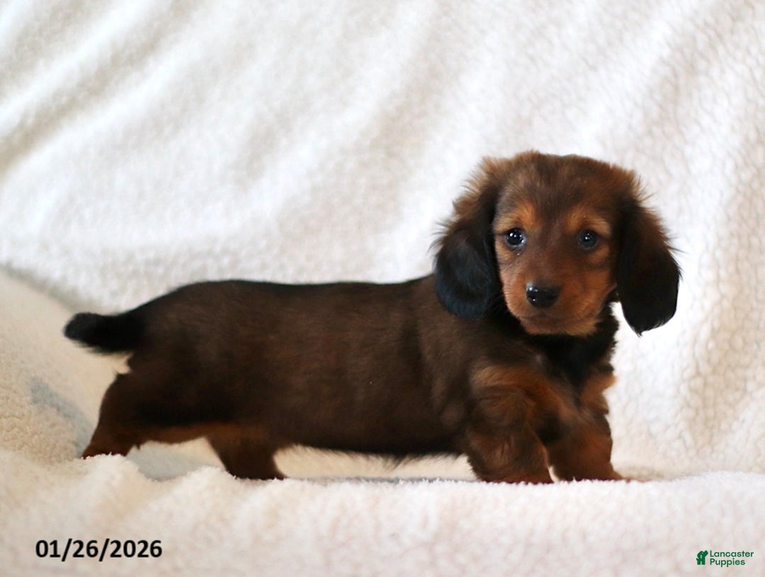 Miniature Dachshund dogs for sale: Whisper - Ad 5