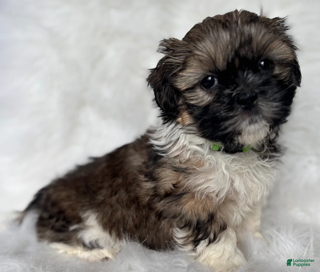 Shih Tzu dogs for sale: Lucy - Ad 2