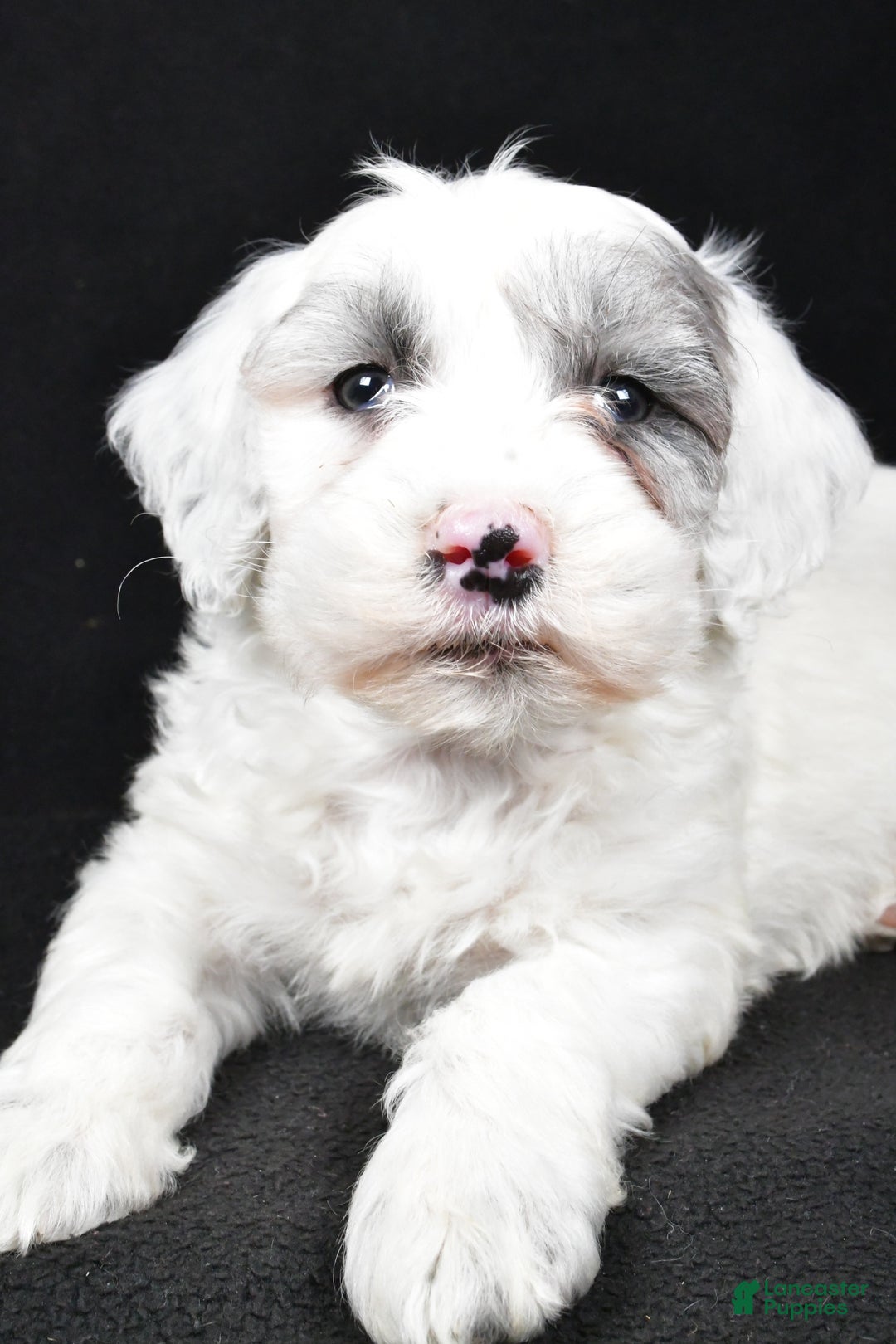Mixed Breed dogs for sale: Sunny - Ad 7