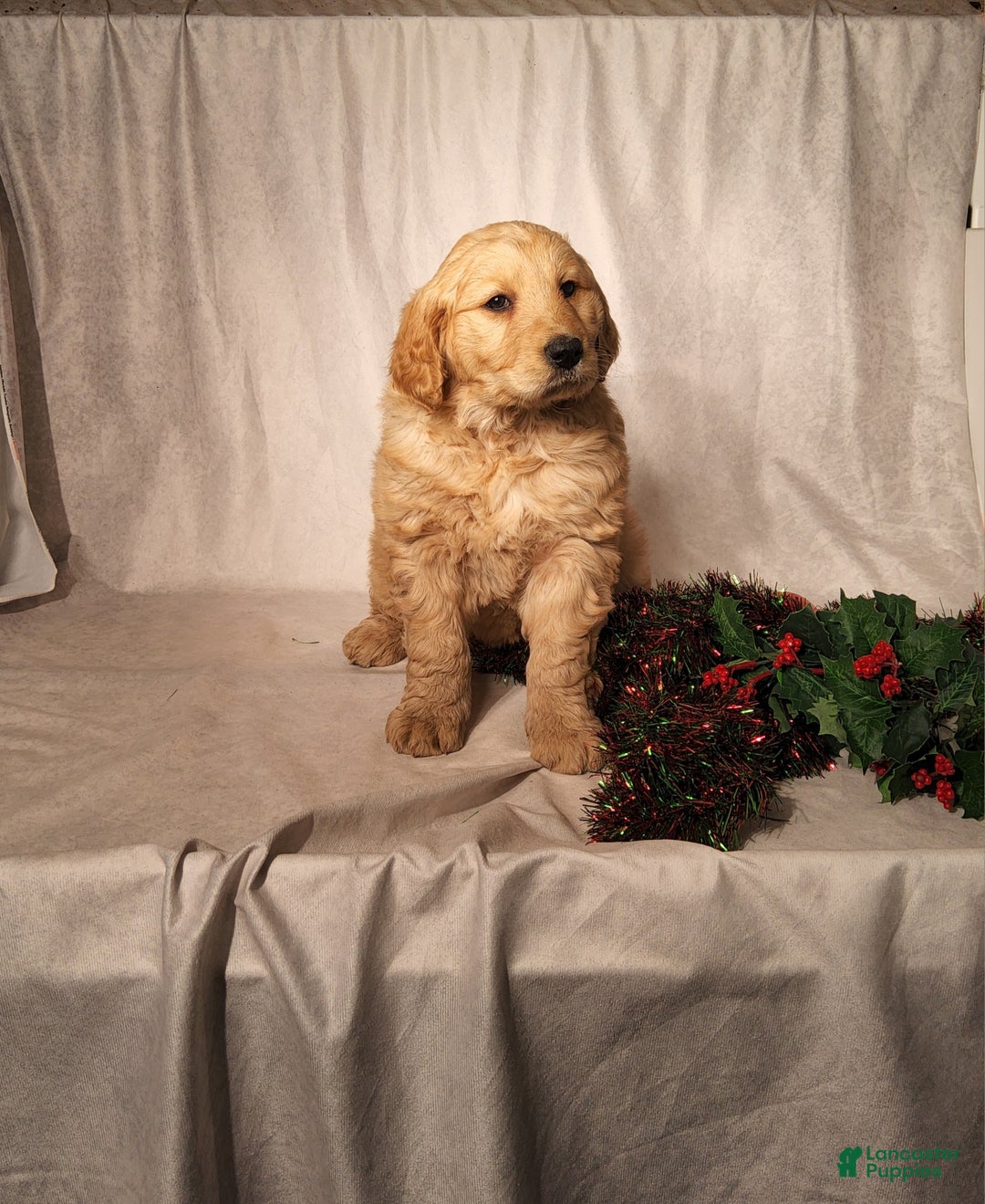 Goldendoodle dogs for sale: Becky - Ad 5