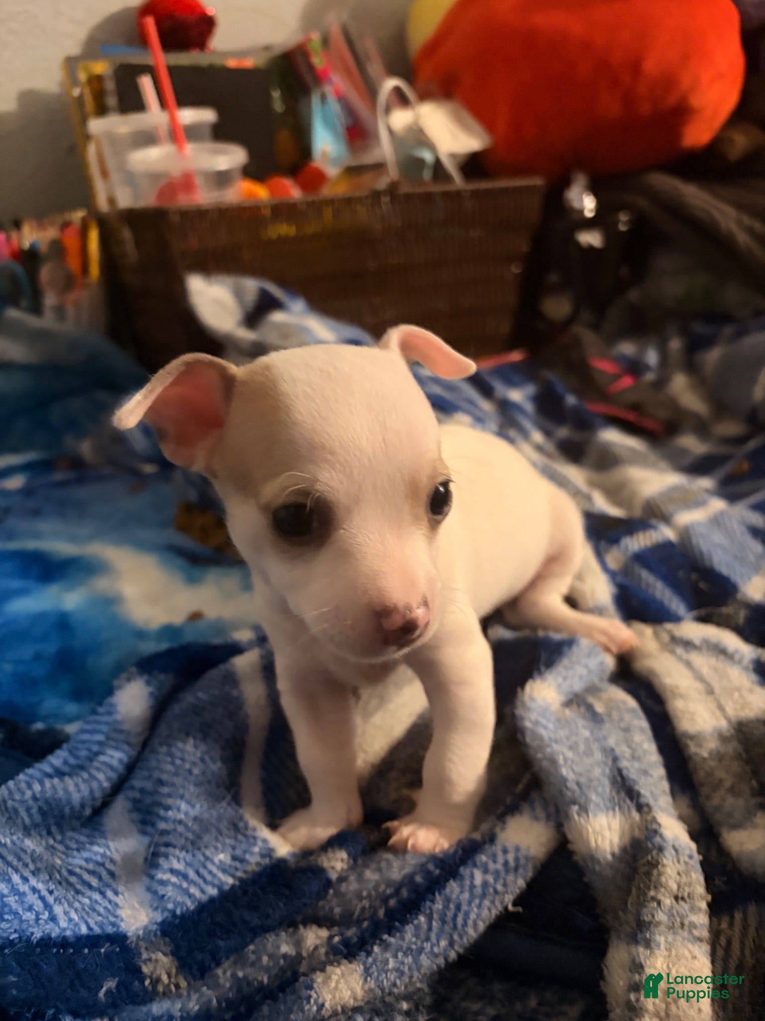 Chihuahua dogs Troubles - Ad 21