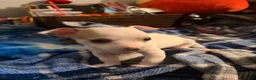 Chihuahua dogs for sale: Troubles - Ad 1