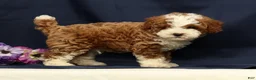 Cavapoo dogs for sale: Elmer - Ad 5
