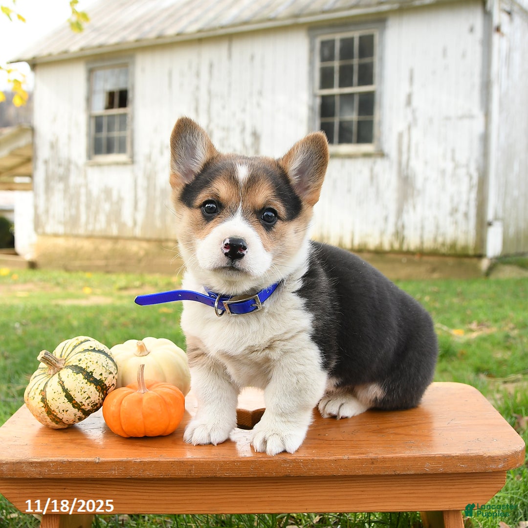 Welsh Corgi Pembroke dogs for sale: Otter - Ad 3