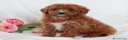 Cavapoo dogs for sale: Leo - Ad 2