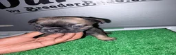 French Bulldog dogs for sale: French Bulldog  - Ad 3