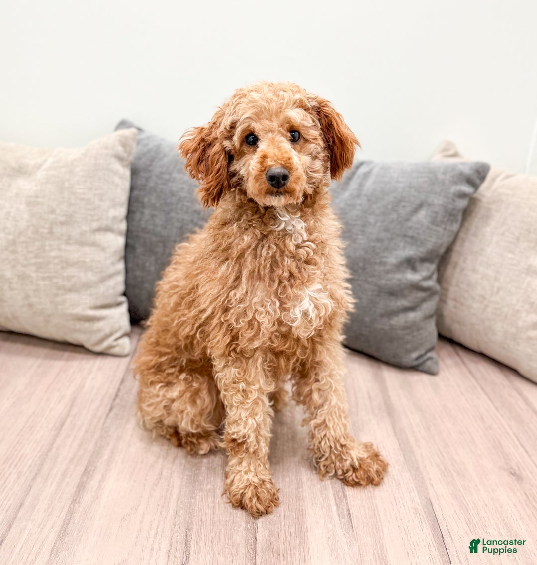 Miniature Poodle dogs for sale: Copper - Ad 6