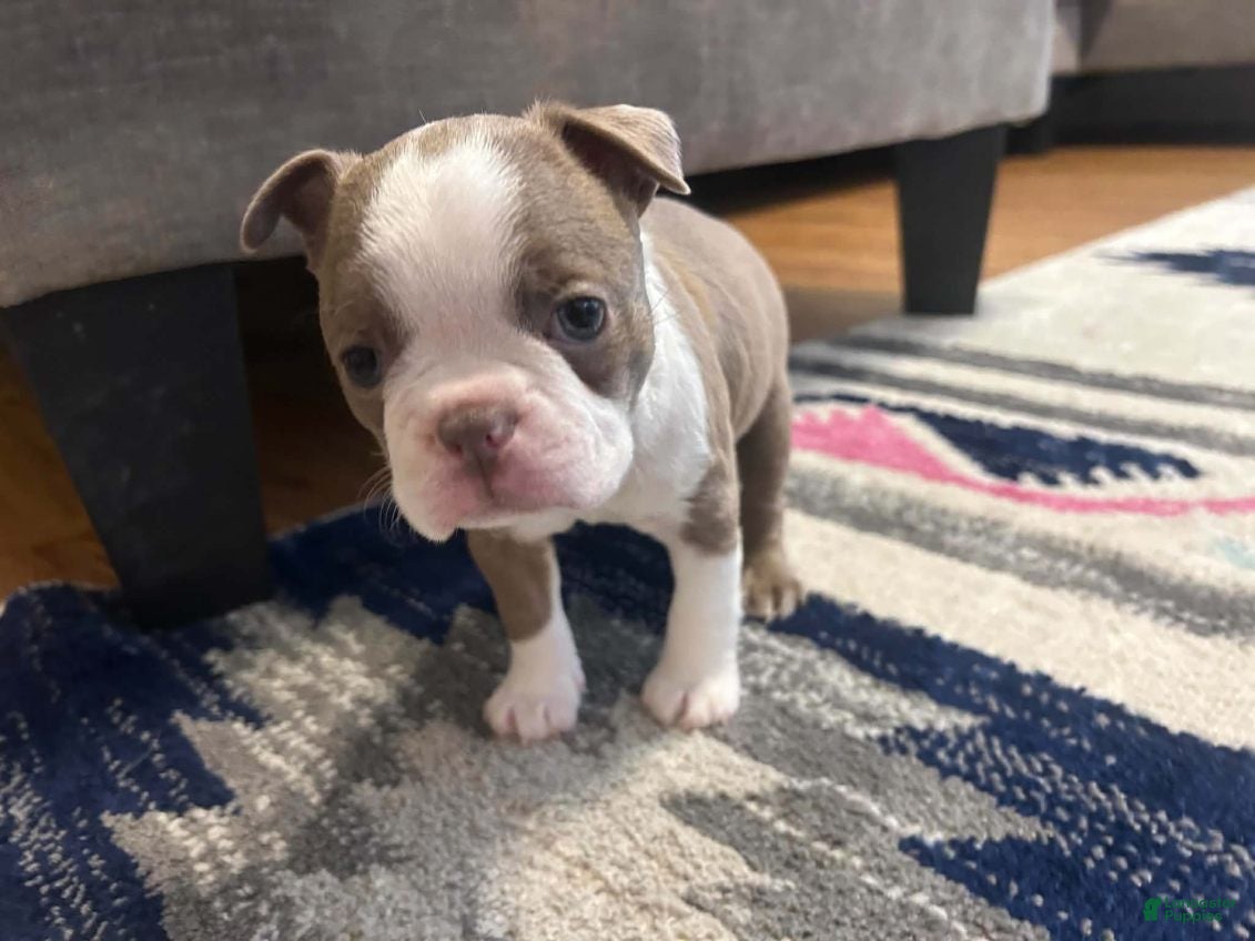 Boston Terrier dogs for sale: Freddy - Ad 1