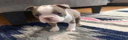 Boston Terrier dogs for sale: Freddy - Ad 1