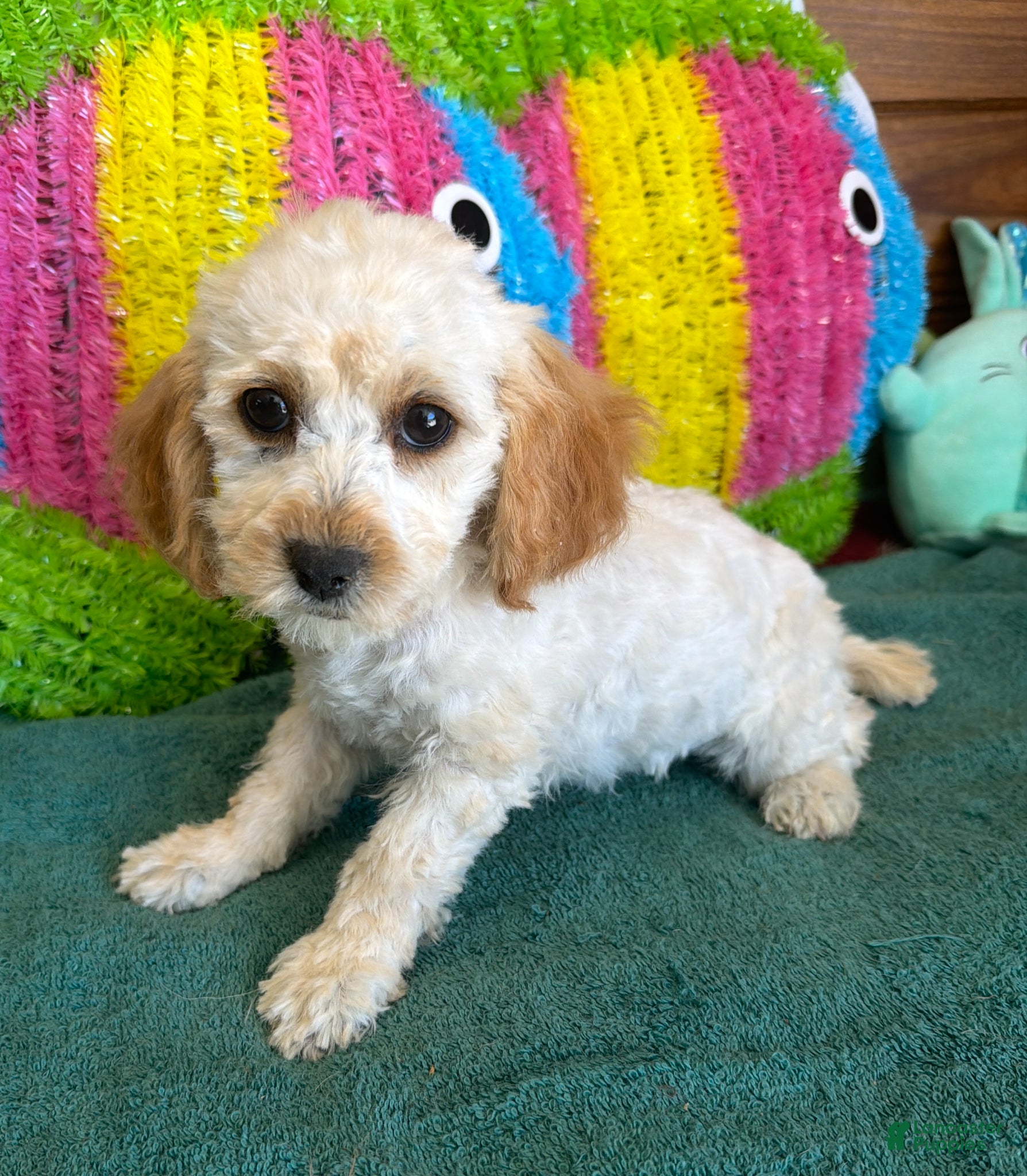 Cockapoo dogs Trixie - Ad 12