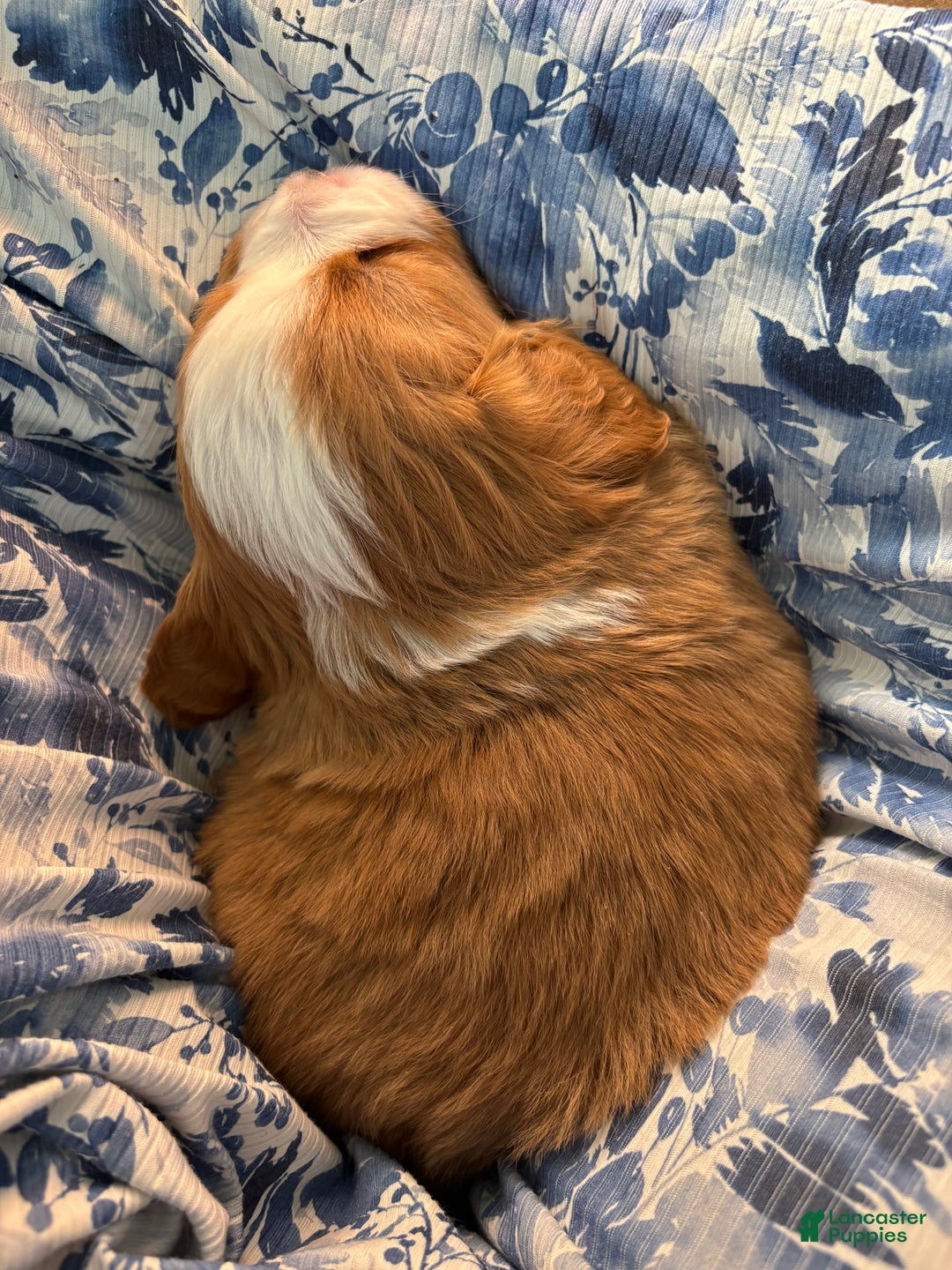 Miniature Bernese Mountain Dog dogs for sale: Duffy - Ad 2