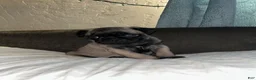 Pug dogs for sale: Pug 2 - Ad 4