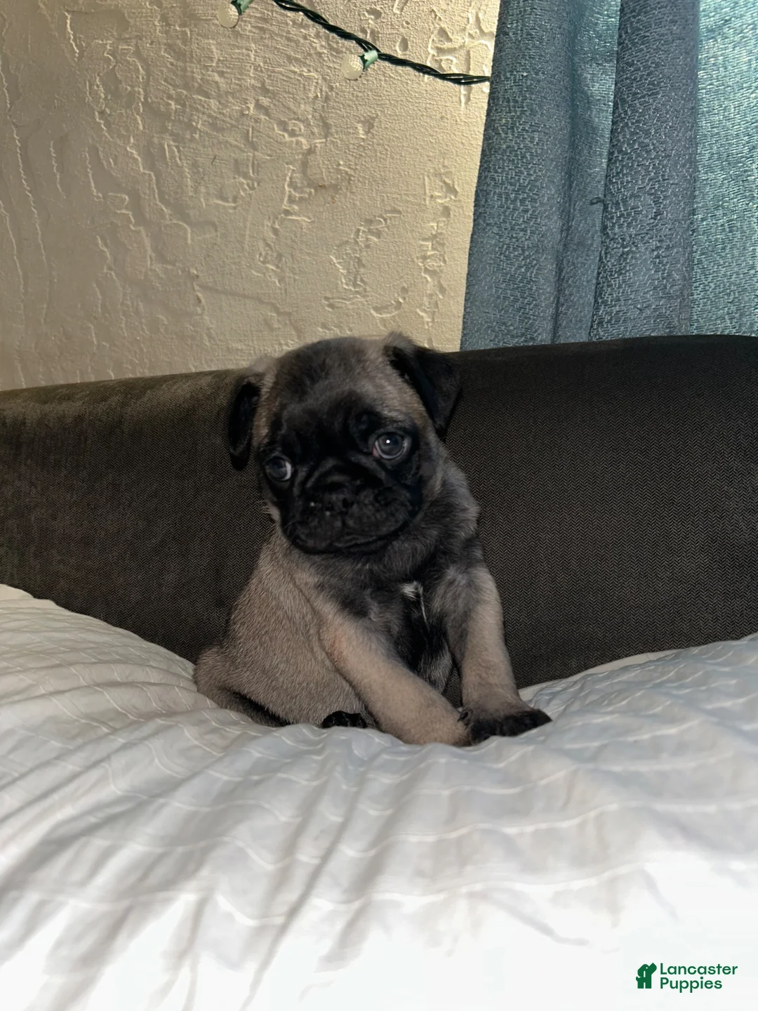 Pug dogs for sale: Pug 2 - Ad 4