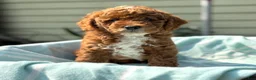 Toy Poodle dogs for sale: Tommy - Ad 3