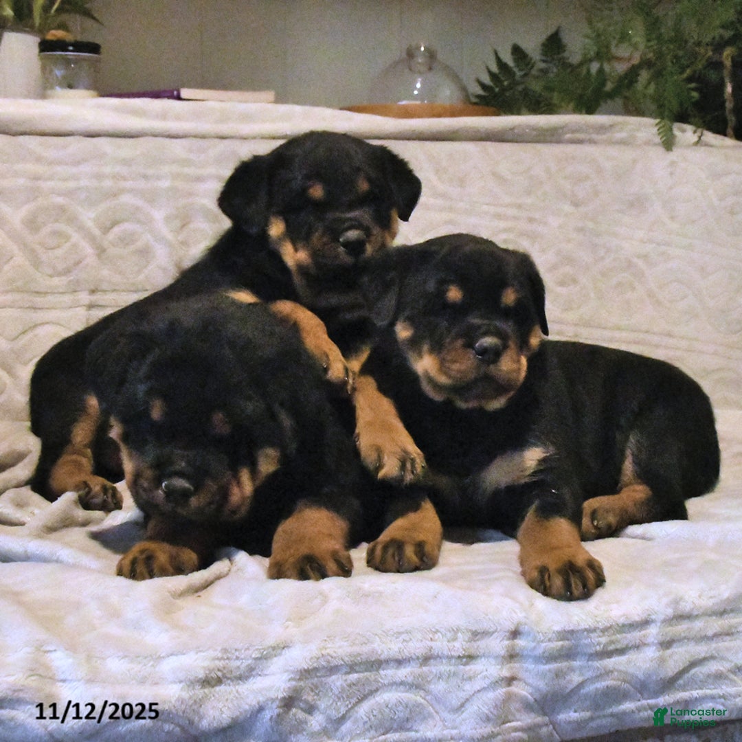 Rottweiler dogs for sale: Bear - Ad 5
