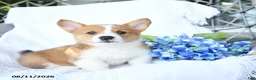 Welsh Corgi Pembroke dogs for sale: Kenny - Ad 5