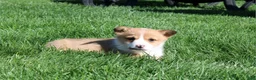 Welsh Corgi Pembroke dogs for sale: Denver - Ad 7