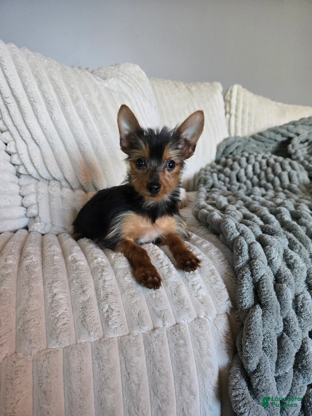 Yorkshire Terrier dogs for sale: Yorkshire Terrier Puppy 3 - Ad 2