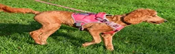 Standard Poodle dogs for sale: Lucy - Ad 6