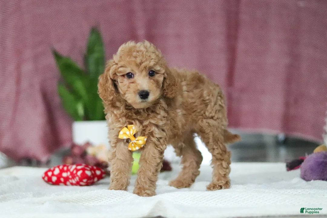 Mini Goldendoodle dogs for sale: Chase - Ad 2