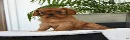 Cavalier King Charles Spaniel dogs for sale: Isis - Ad 3