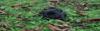 *SOLD* Clove -female-