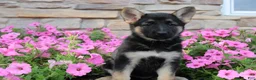 German Shepherd dogs for sale: Haven - Ad 10