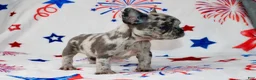 French Bulldog dogs for sale: Peppa - Ad 2