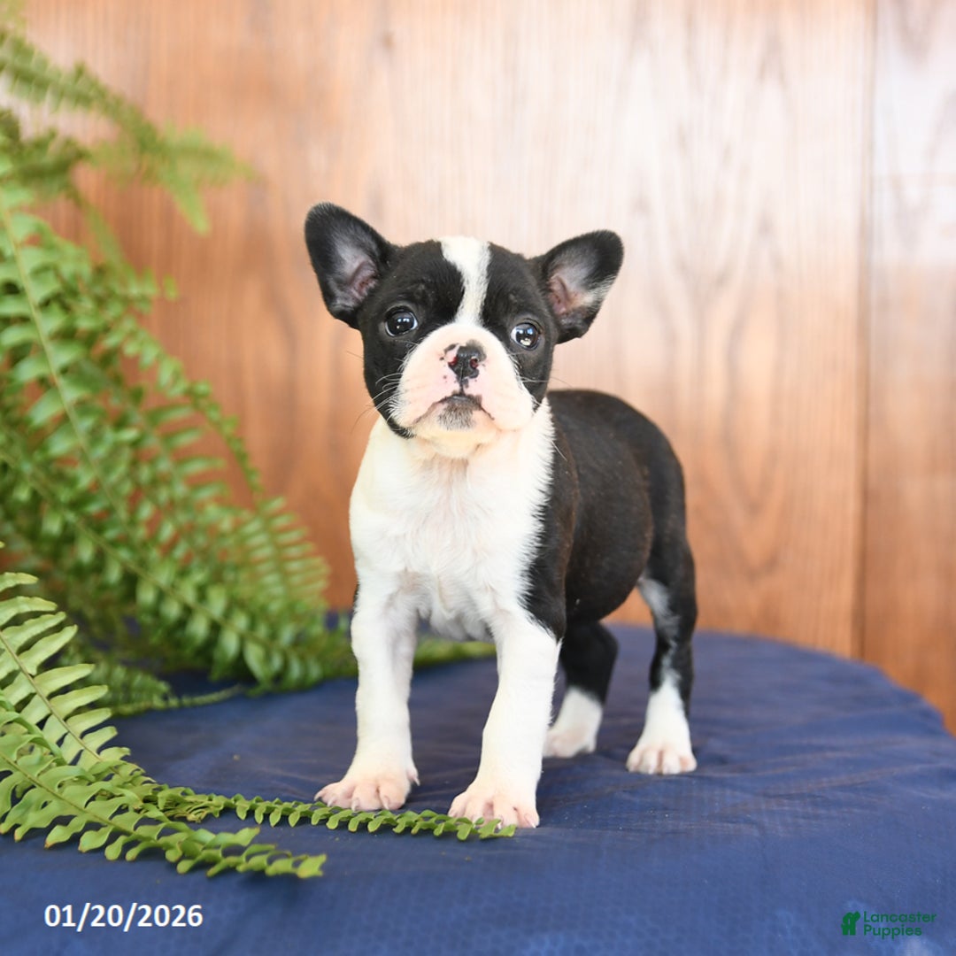 Frenchton dogs for sale: Lorrie - Ad 3