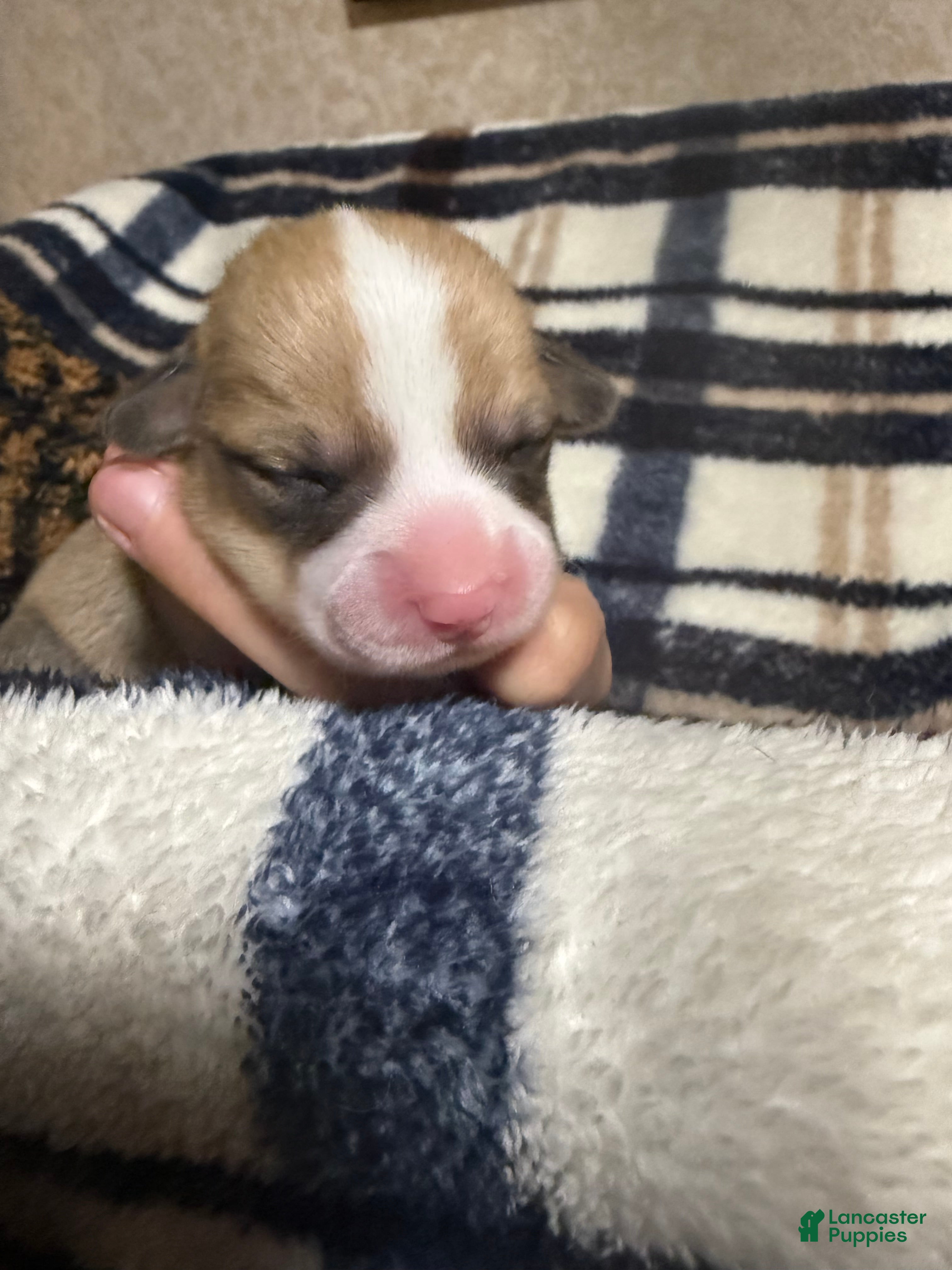 Welsh Corgi Pembroke dogs Welsh Corgi Pembroke Puppy 3 - Ad 33