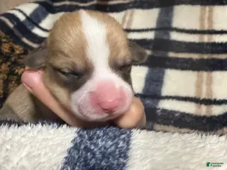 Welsh Corgi Pembroke dogs Welsh Corgi Pembroke Puppy 3 - Ad 33