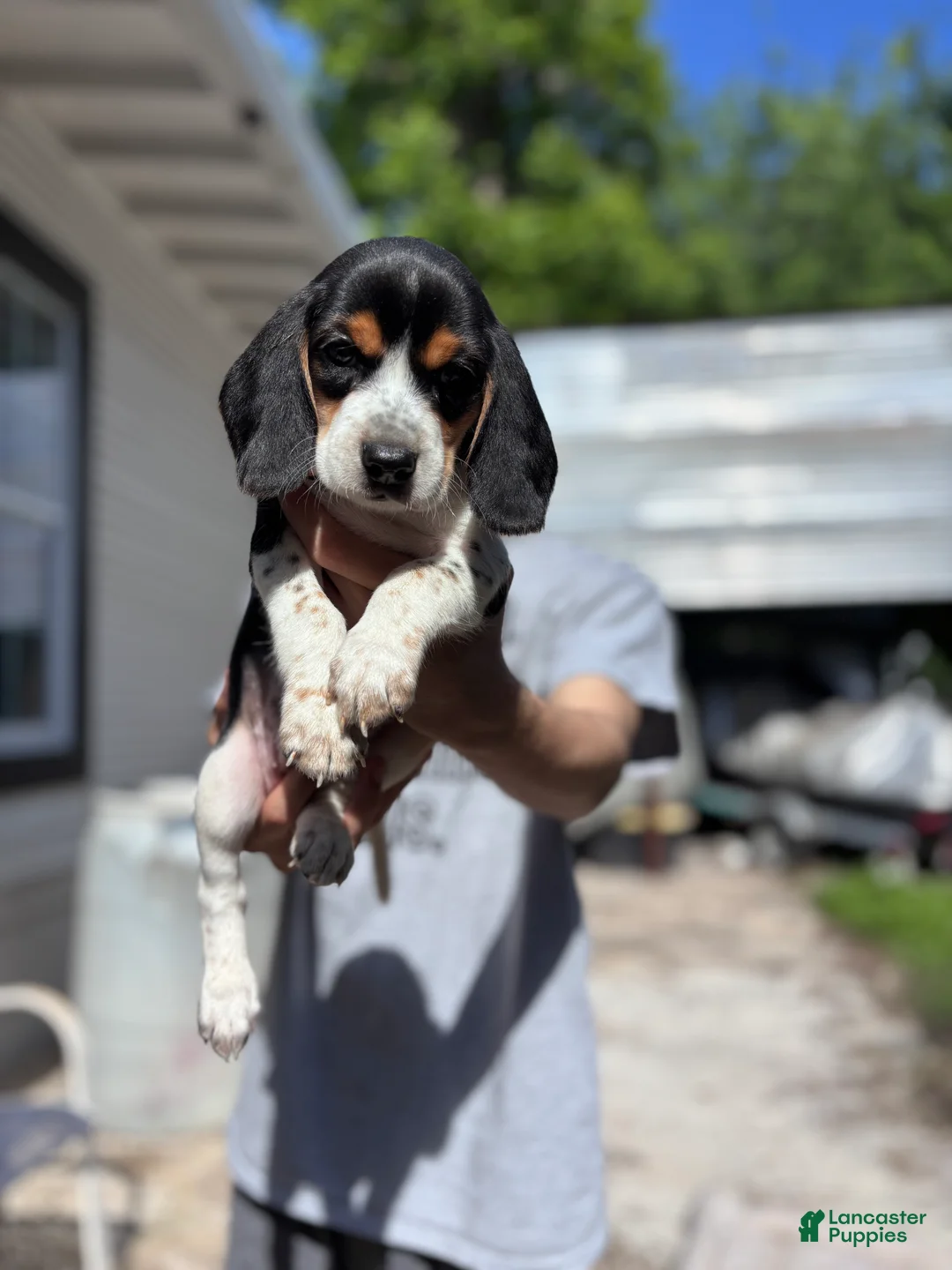 Beagle dogs for sale: Cooper 🧡 - Ad 2