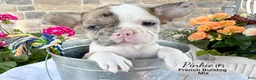 Mixed Breed dogs for sale: Pinkie - Ad 3