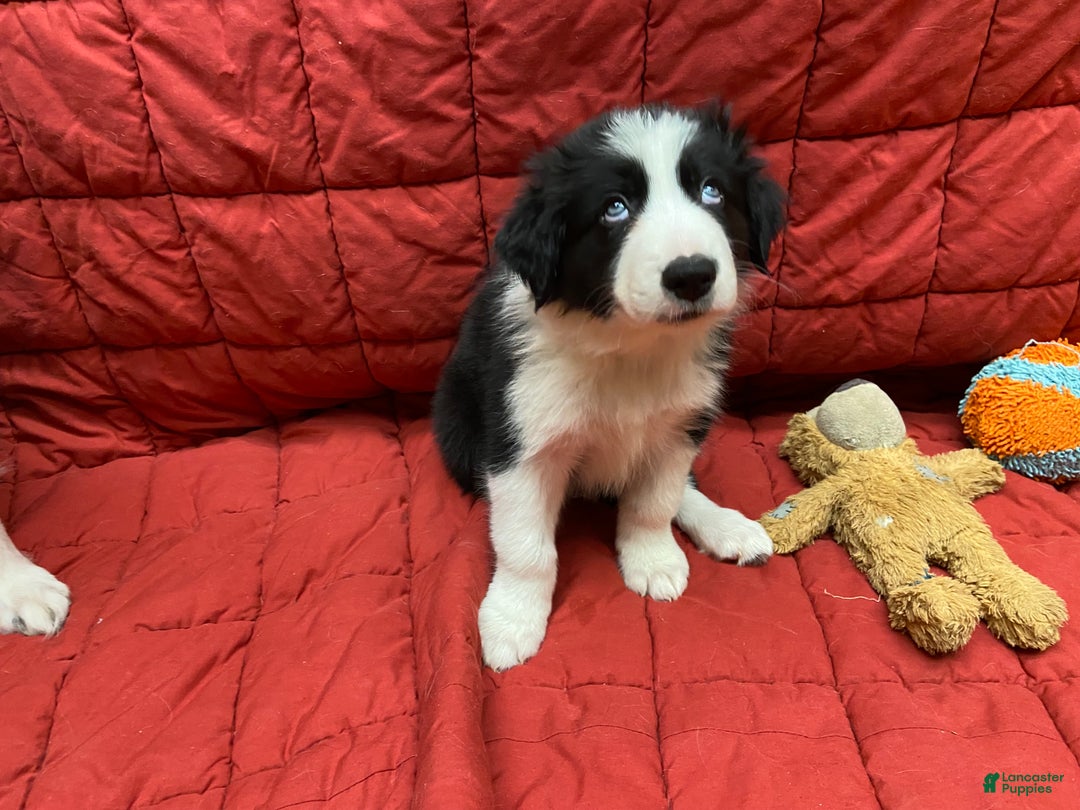 Border Collie dogs for sale: Orka - Ad 5