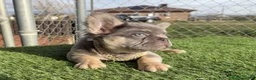 French Bulldog dogs for sale: Rocky-Rare Lilac Tan Visual Fluffy French Bulldog – Green Eyes - Ad 3
