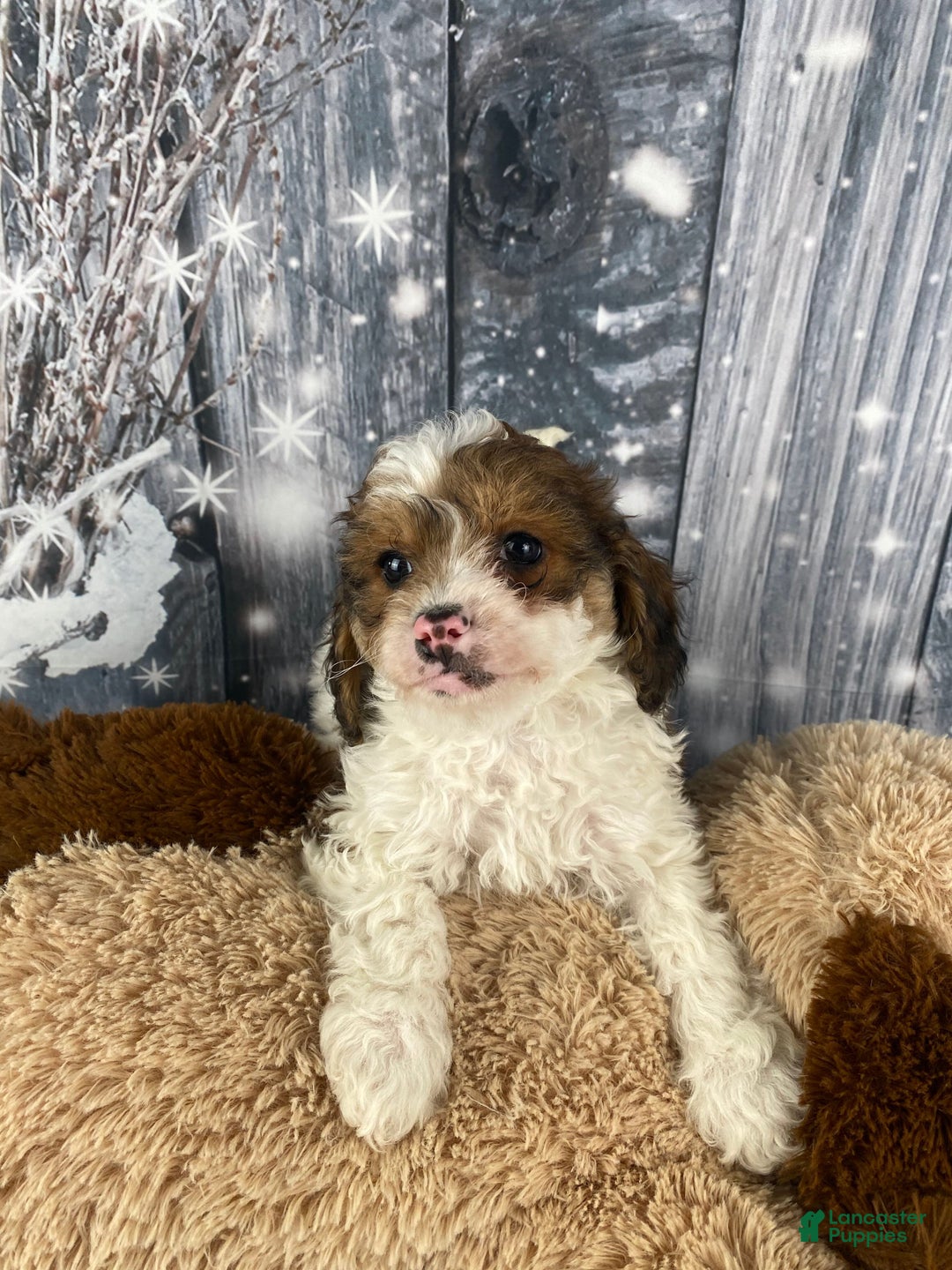 Cavapoo dogs for sale: Ranger - Ad 7