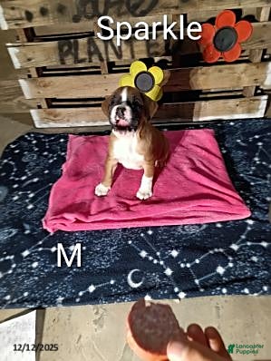 Boxer dogs Sparkle - Ad 21