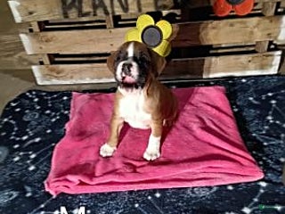 Boxer dogs Sparkle - Ad 39