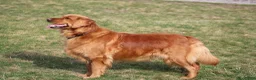 Golden Retriever dogs for sale: Winnie - Ad 7