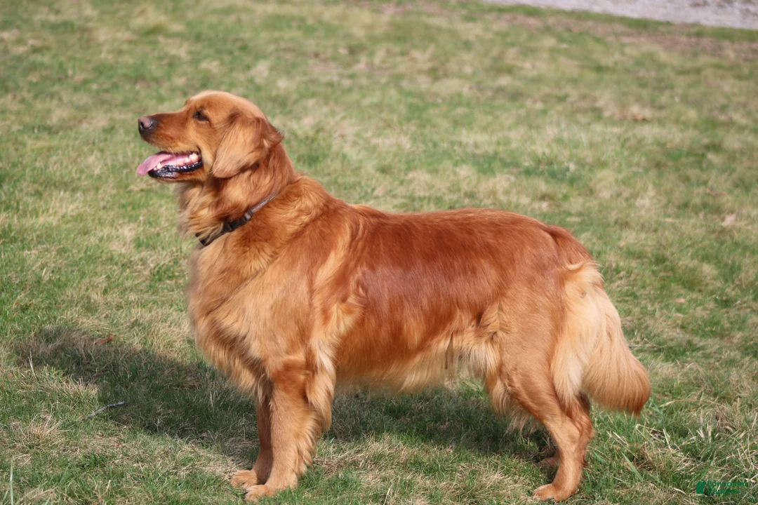 Golden Retriever dogs for sale: Winnie - Ad 7
