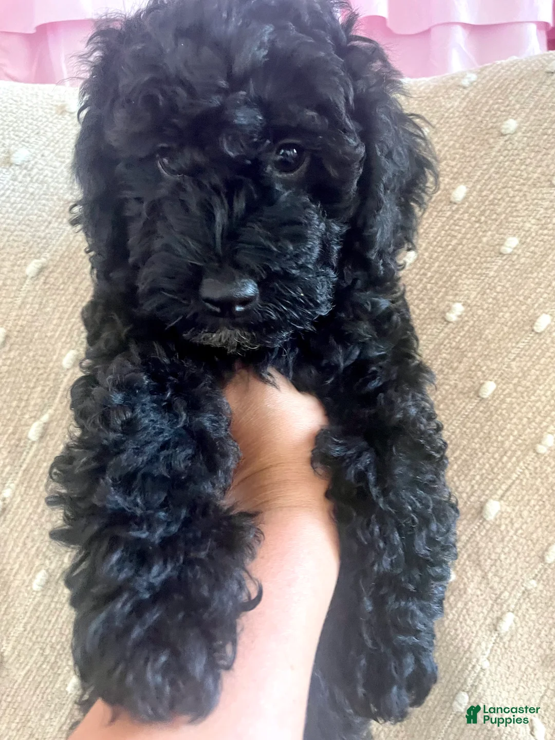 Mixed Breed dogs for sale: Orange - Ad 2