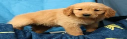 Golden Retriever dogs for sale: Jade - Ad 9