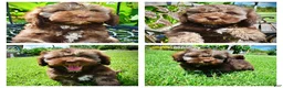 Havapoo dogs for sale: Frisco - Ad 1