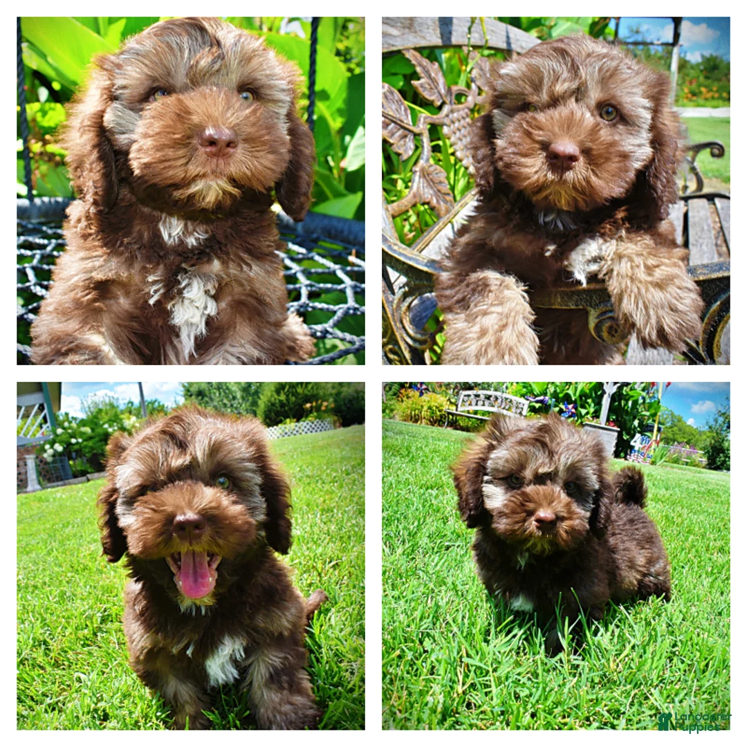 Havapoo dogs for sale: Frisco - Ad 1
