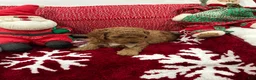 Mini Goldendoodle dogs for sale: Mini Goldendoodle Teddy - Ad 5