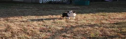 Miniature Australian Shepherd dogs for sale: Ellis - Ad 10