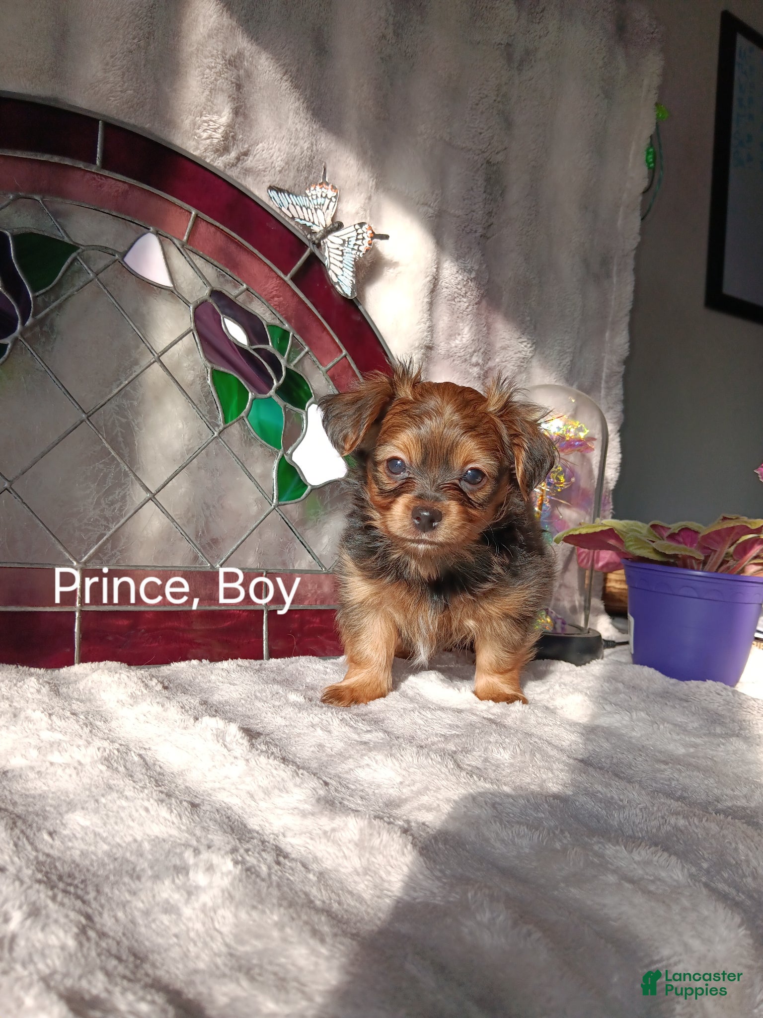 Yorkshire Terrier dogs for sale: Yorkshire Terrier Puppy 2 - Ad 1