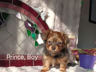 Yorkshire Terrier dogs for sale: Yorkshire Terrier Puppy 2 - Ad 1