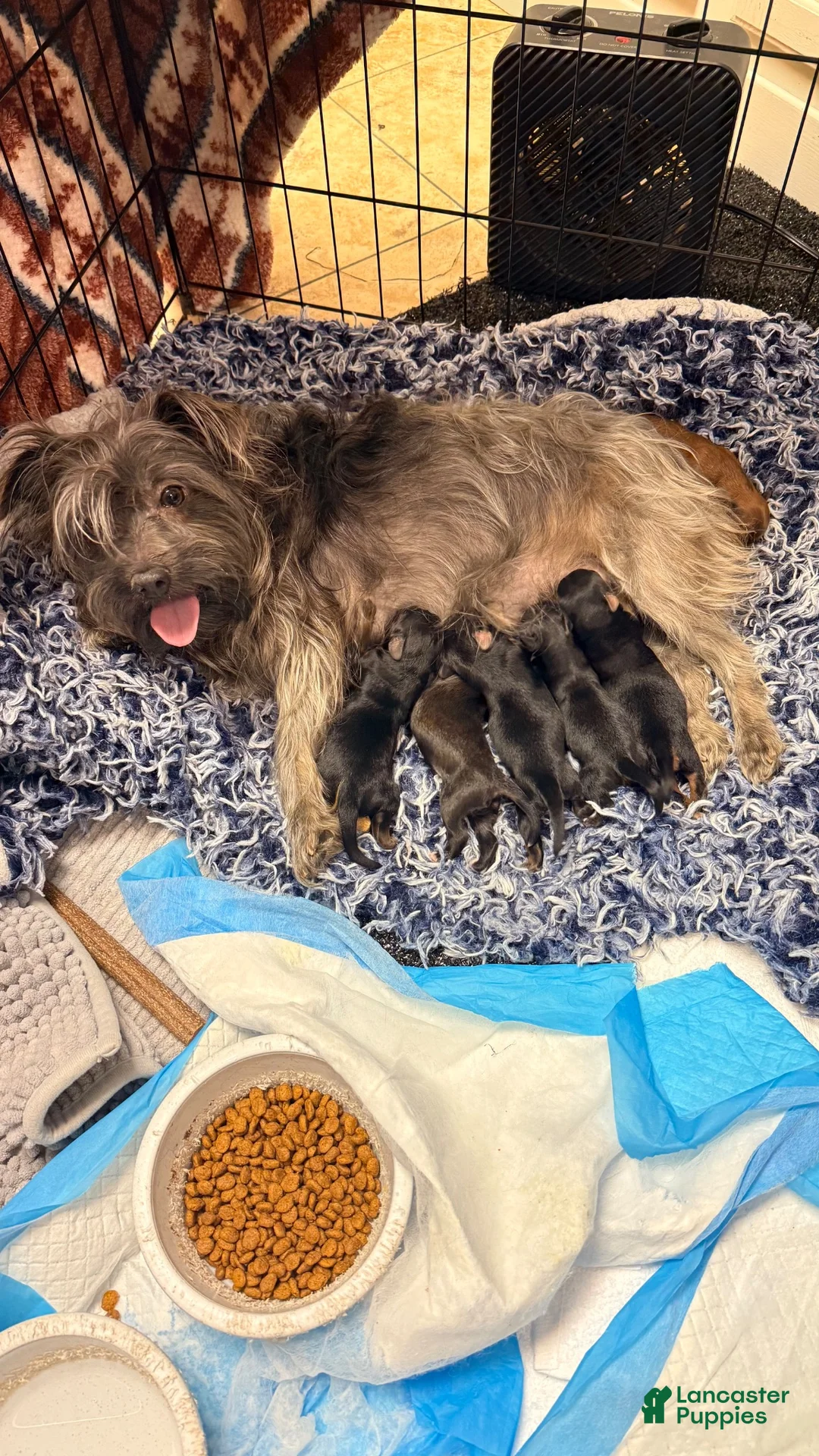 Mixed Breed dogs for sale: Brownie - Ad 2