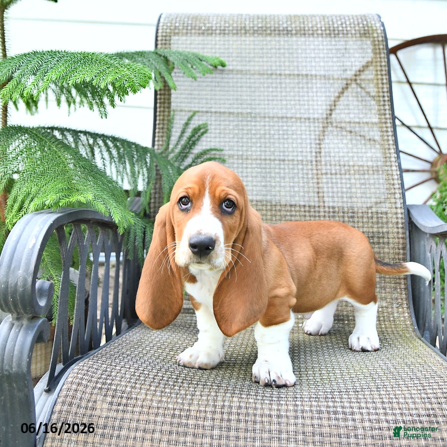 Basset Hound dogs Dexter - Ad 1
